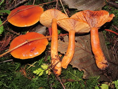 Lactarius luculentus laetus