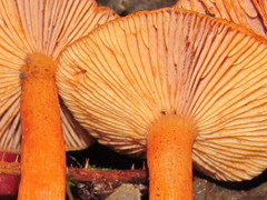 Lactarius luculentus laetus