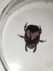 Phanaeus achilles lydiae