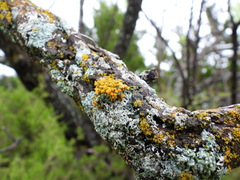 Teloschistes exilis