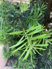 Podocarpus macrophyllus