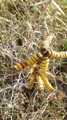 Prosopis strombulifera