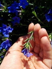 Glandora diffusa