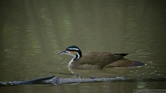Heliornis fulica