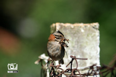 Zonotrichia capensis