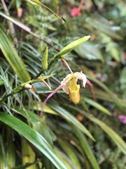 Phragmipedium