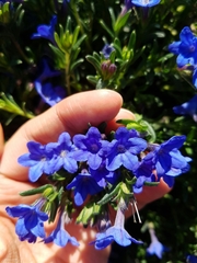 Glandora diffusa
