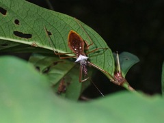 Epidaus validispinus