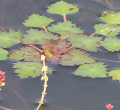 Galerucella nipponensis