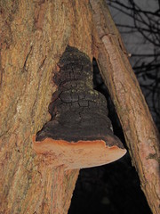 Phellinus nigricans