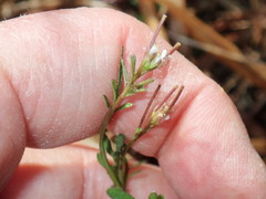 Cardamine parviflora