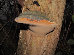 Phellinus nigricans