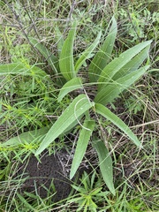 Echinacea angustifolia