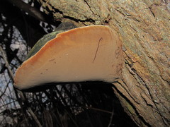 Phellinus nigricans