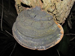 Phellinus nigricans