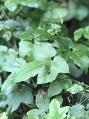 Passiflora adenopoda