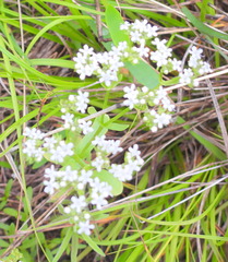 Valerianella amarella