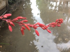Hesperaloe parviflora