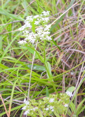 Valerianella amarella