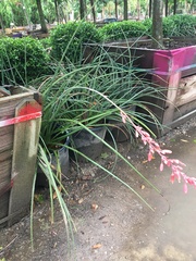 Hesperaloe parviflora