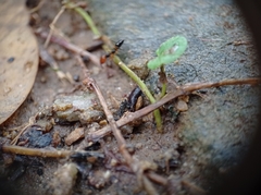 Odontomachus erythrocephalus