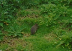 Cavia aperea anolaimae