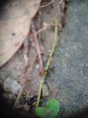 Odontomachus erythrocephalus