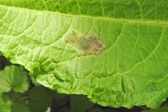 Pegomya bicolor
