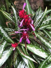 Justicia scheidweileri