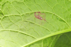 Pegomya bicolor