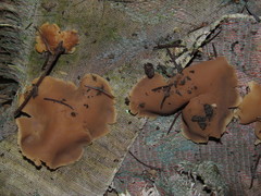 Peziza domiciliana