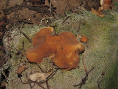 Peziza domiciliana