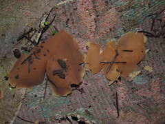 Peziza domiciliana