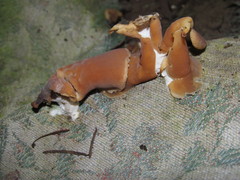 Peziza domiciliana