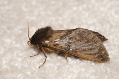 Oxycanus armatus