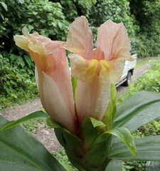 Costus guanaiensis