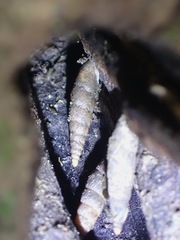 Oospira penangensis