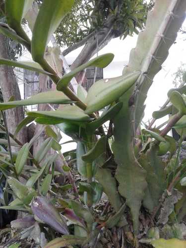 Image of Epidendrum jamiesonis by (c) Alejandro Alfredo Aguirre, some rights reserved (CC BY)