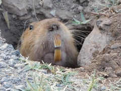 Cratogeomys castanops