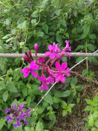 Image of Epidendrum jamiesonis by (c) Alejandro Alfredo Aguirre, some rights reserved (CC BY)
