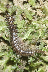 Pseudoprionopeltis