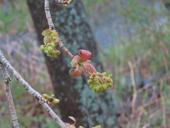Acer platanoides