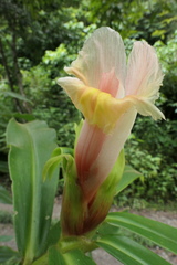 Costus guanaiensis