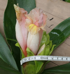 Costus guanaiensis
