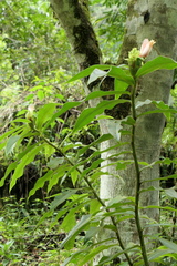 Costus guanaiensis