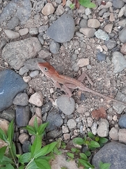 Anolis