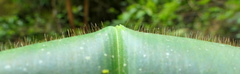Costus guanaiensis