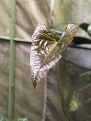 Anthurium andraeanum