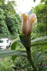Costus guanaiensis
