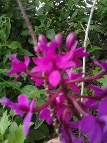 Image of Epidendrum jamiesonis by (c) Alejandro Alfredo Aguirre, some rights reserved (CC BY)
